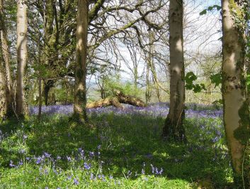 bluebells