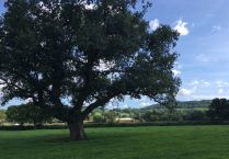 Hermitage Tree